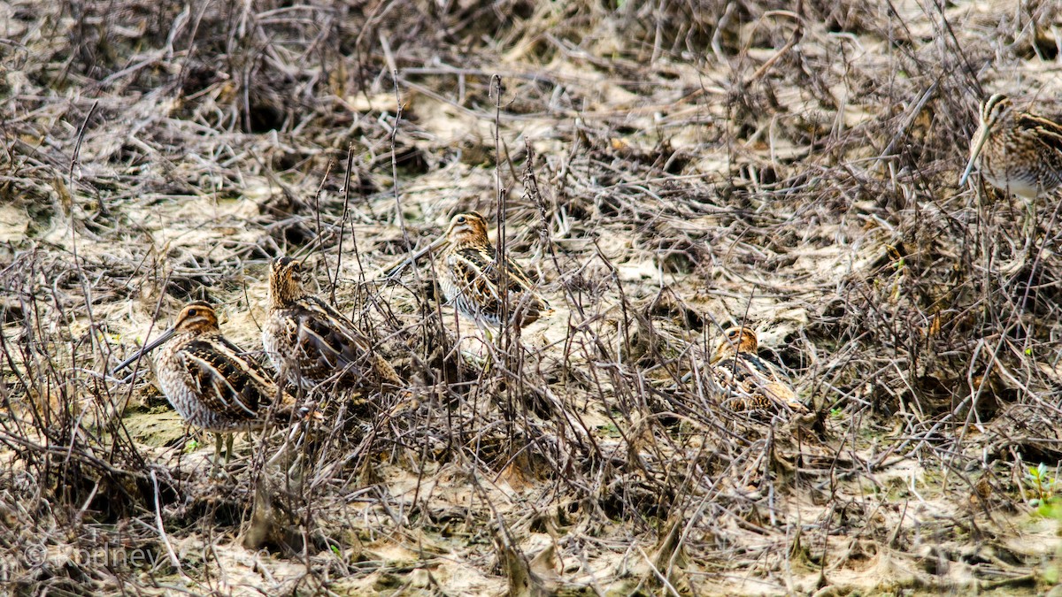 Wilson's Snipe - ML608943279