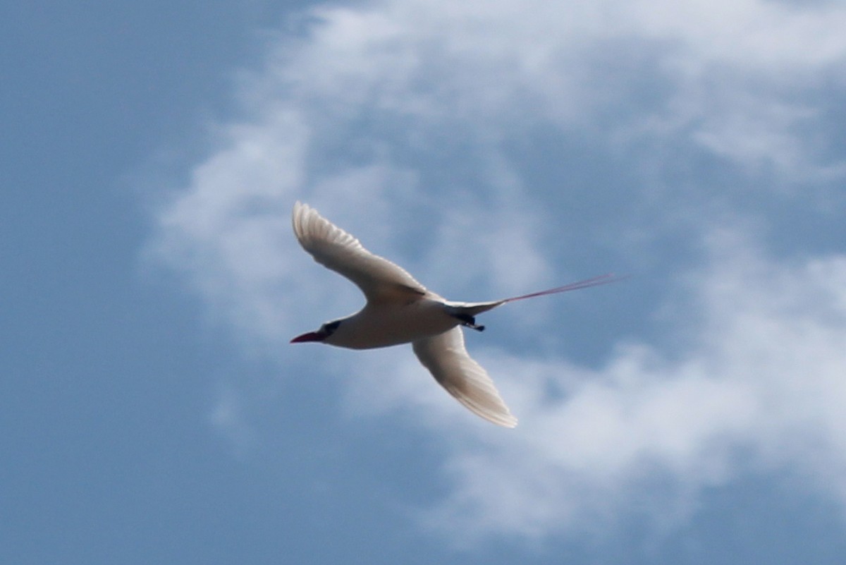 Red-tailed Tropicbird - ML608943411