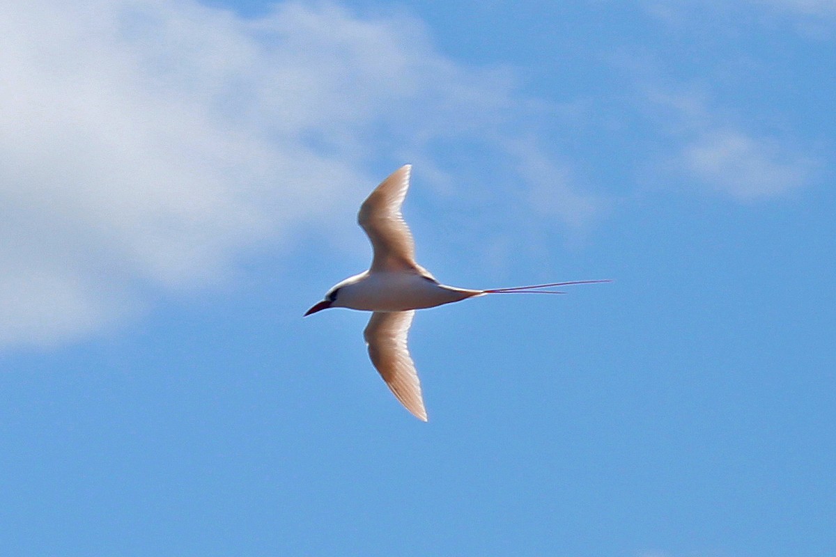 Red-tailed Tropicbird - ML608943412