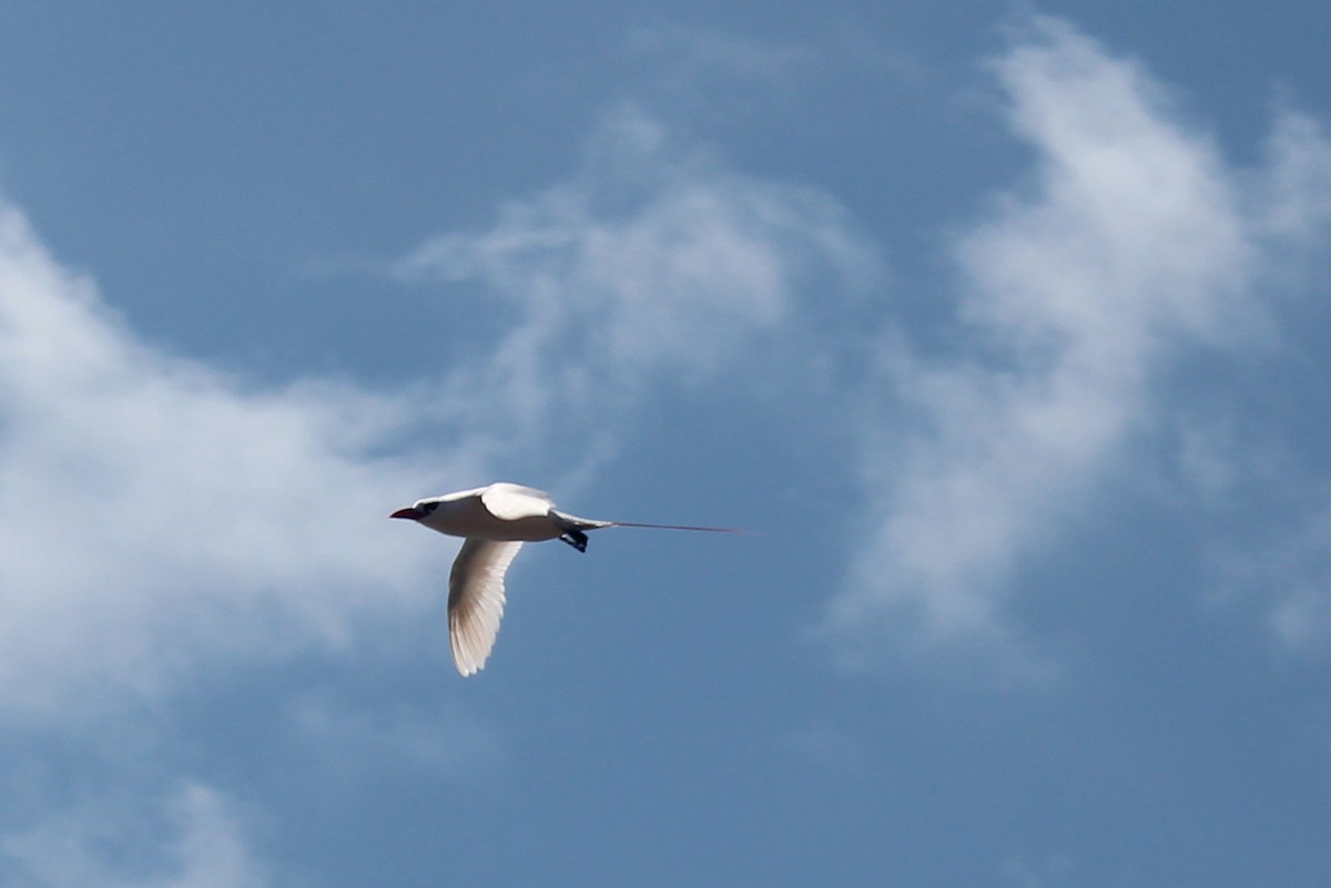 Red-tailed Tropicbird - ML608943413