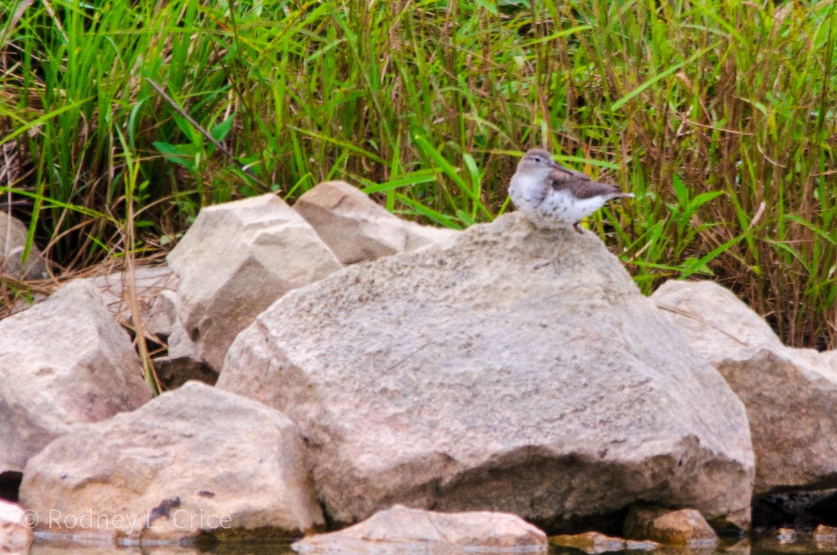Spotted Sandpiper - ML608943428