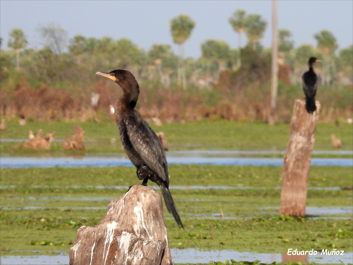 Neotropic Cormorant - ML608943438