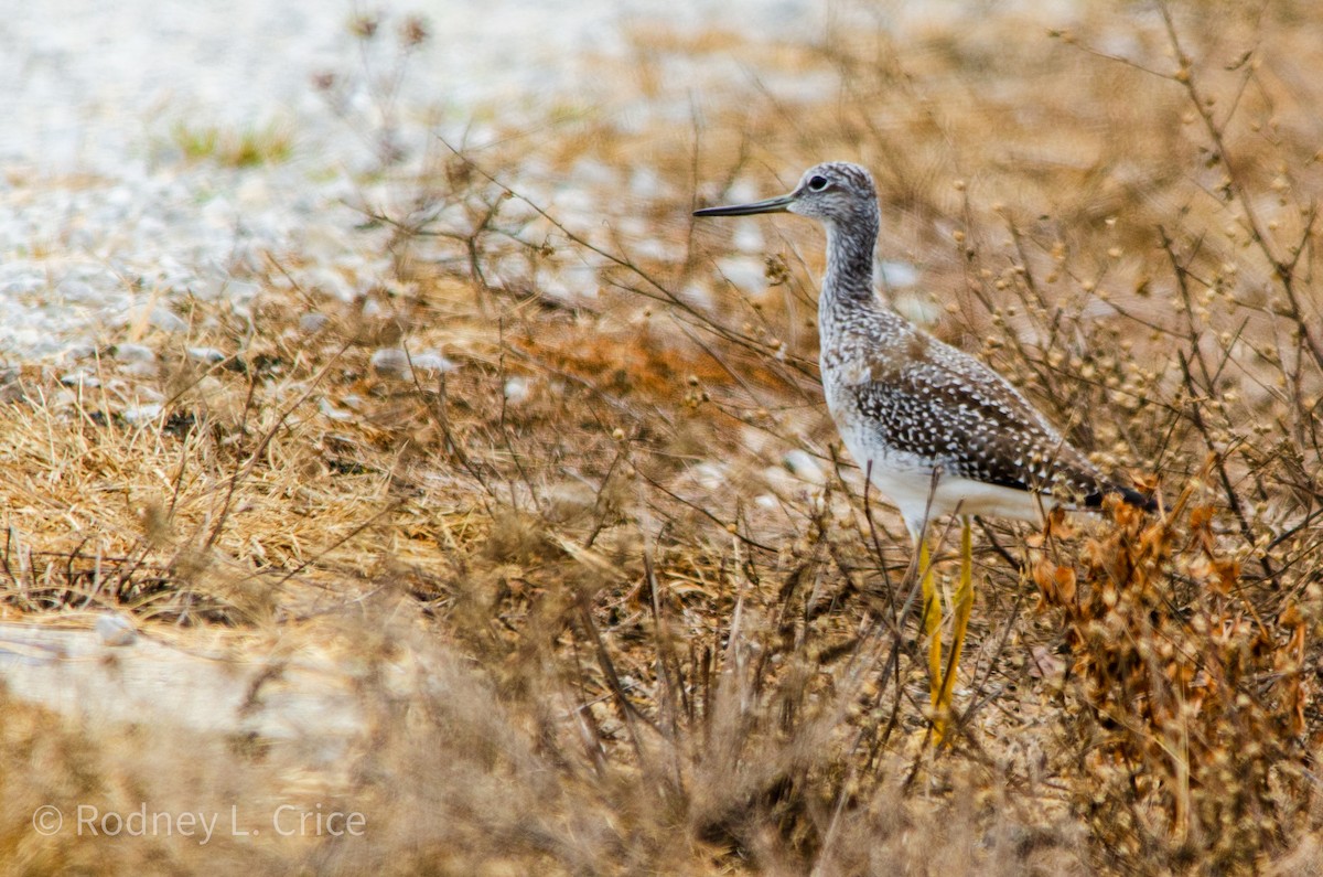Greater Yellowlegs - ML608943439