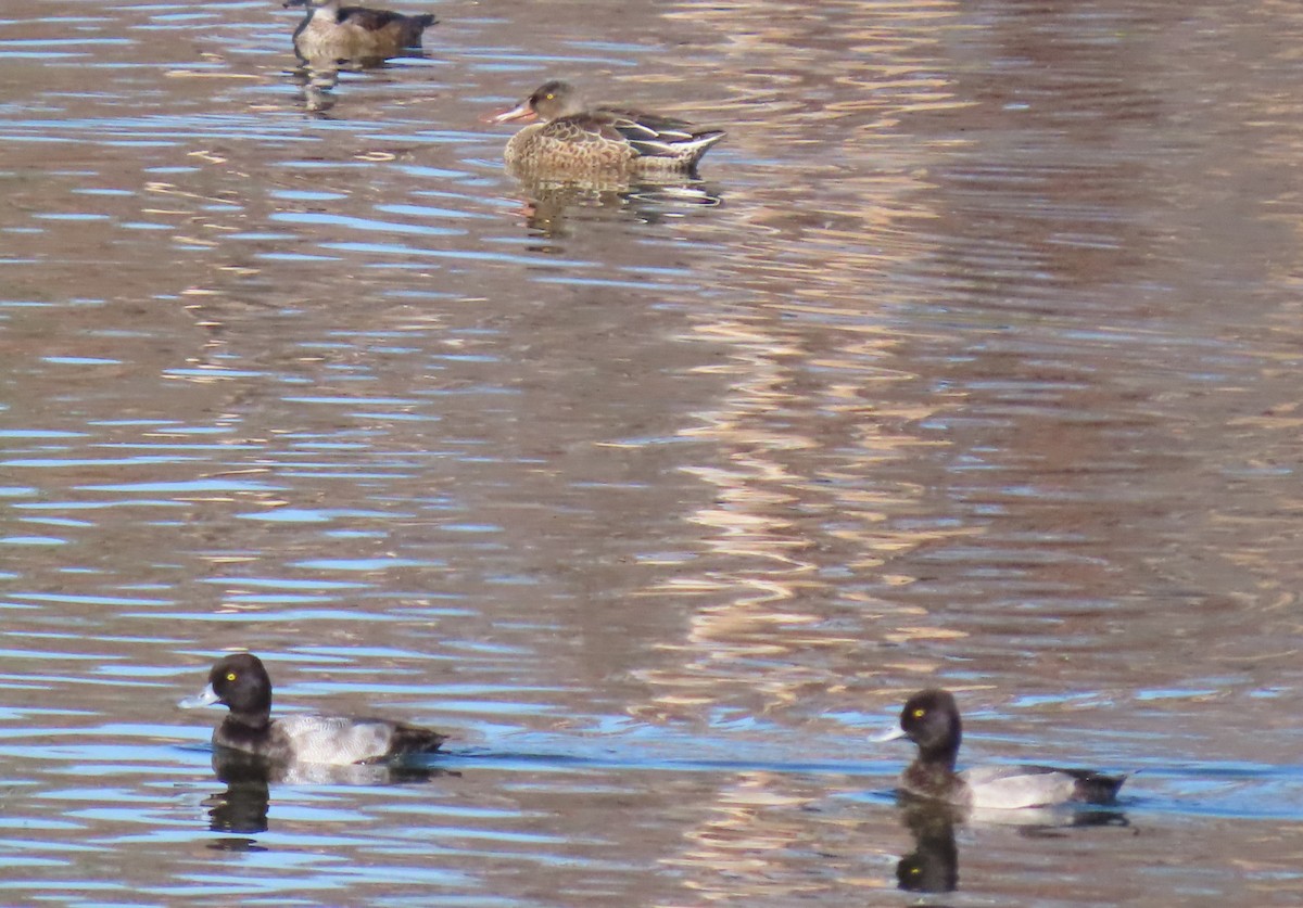 Lesser Scaup - ML608943502