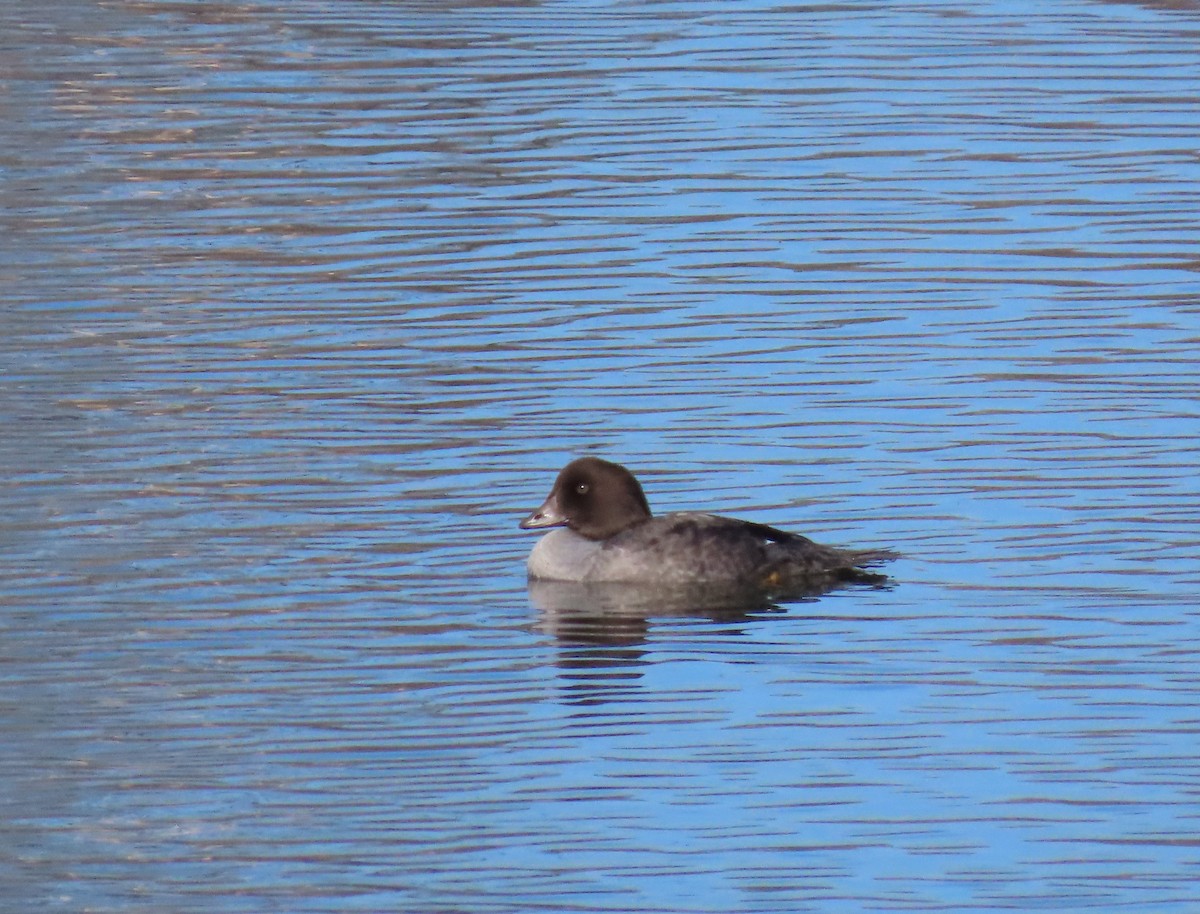 Barrow's Goldeneye - ML608943518