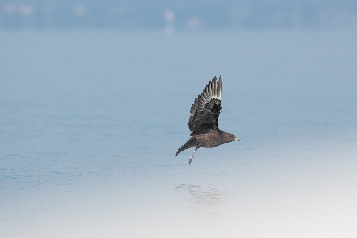 Parasitic Jaeger - ML608943562