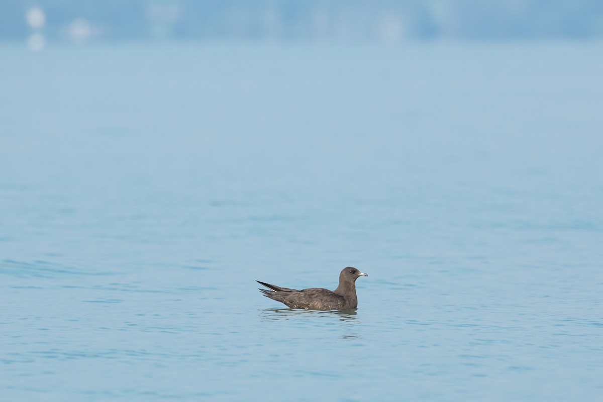 Parasitic Jaeger - ML608943563