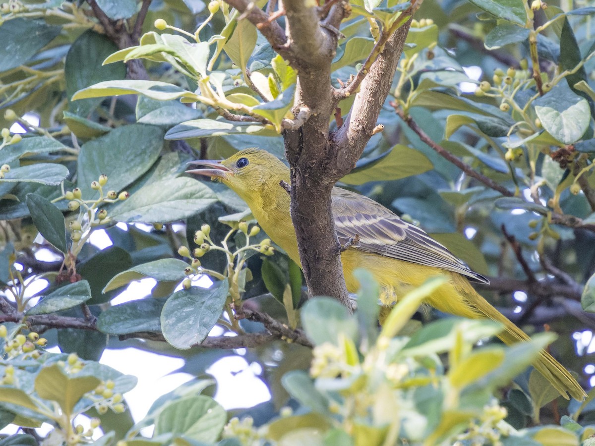 Hooded Oriole - ML608943640