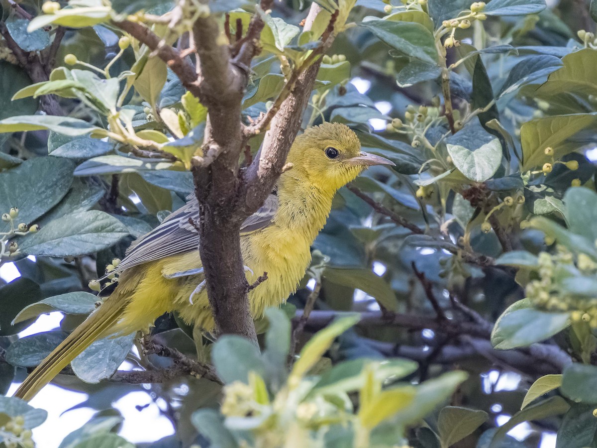 Hooded Oriole - ML608943641