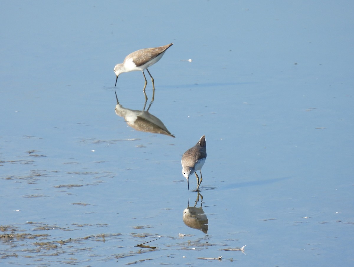 Marsh Sandpiper - Carmel Ravid