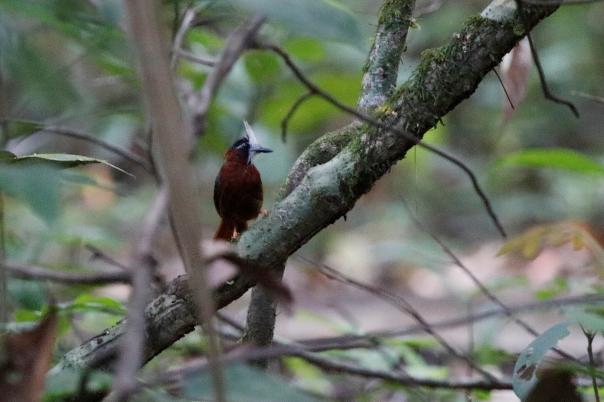 White-plumed Antbird - ML608943779