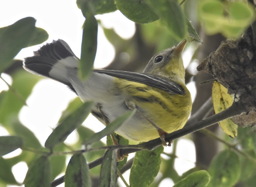 Magnolia Warbler - ML608943826