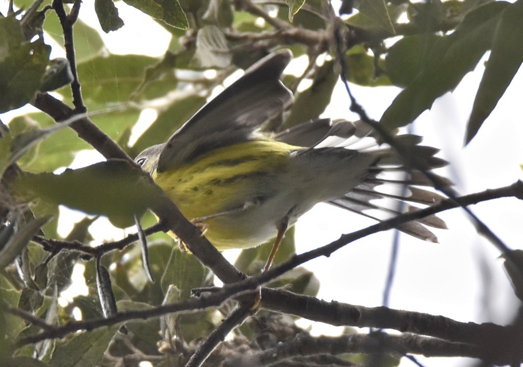 Magnolia Warbler - ML608943829