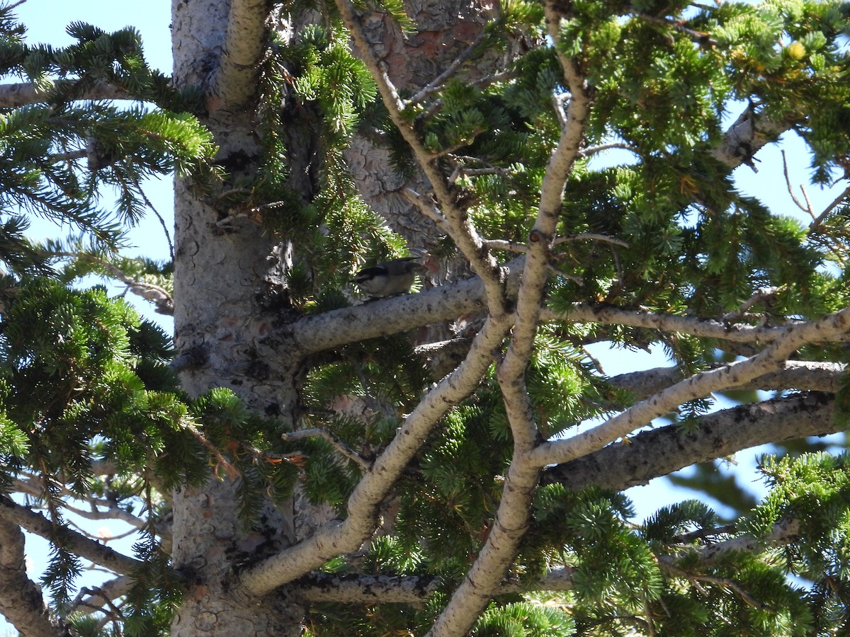 Pygmy Nuthatch - ML608943852