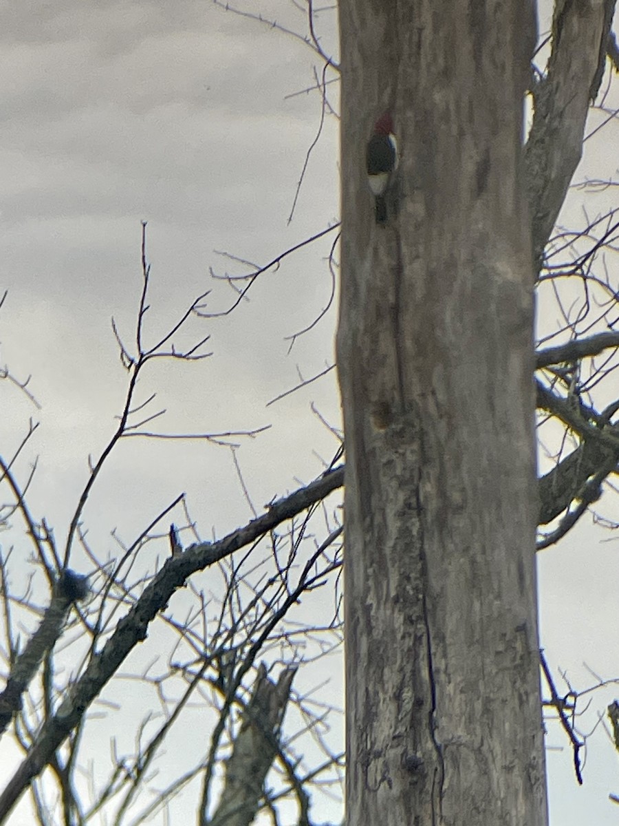 Red-headed Woodpecker - ML608943892