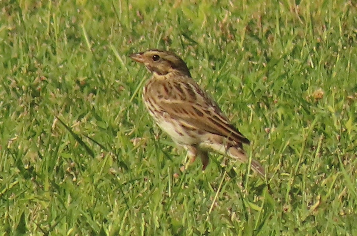 Savannah Sparrow - ML608943895