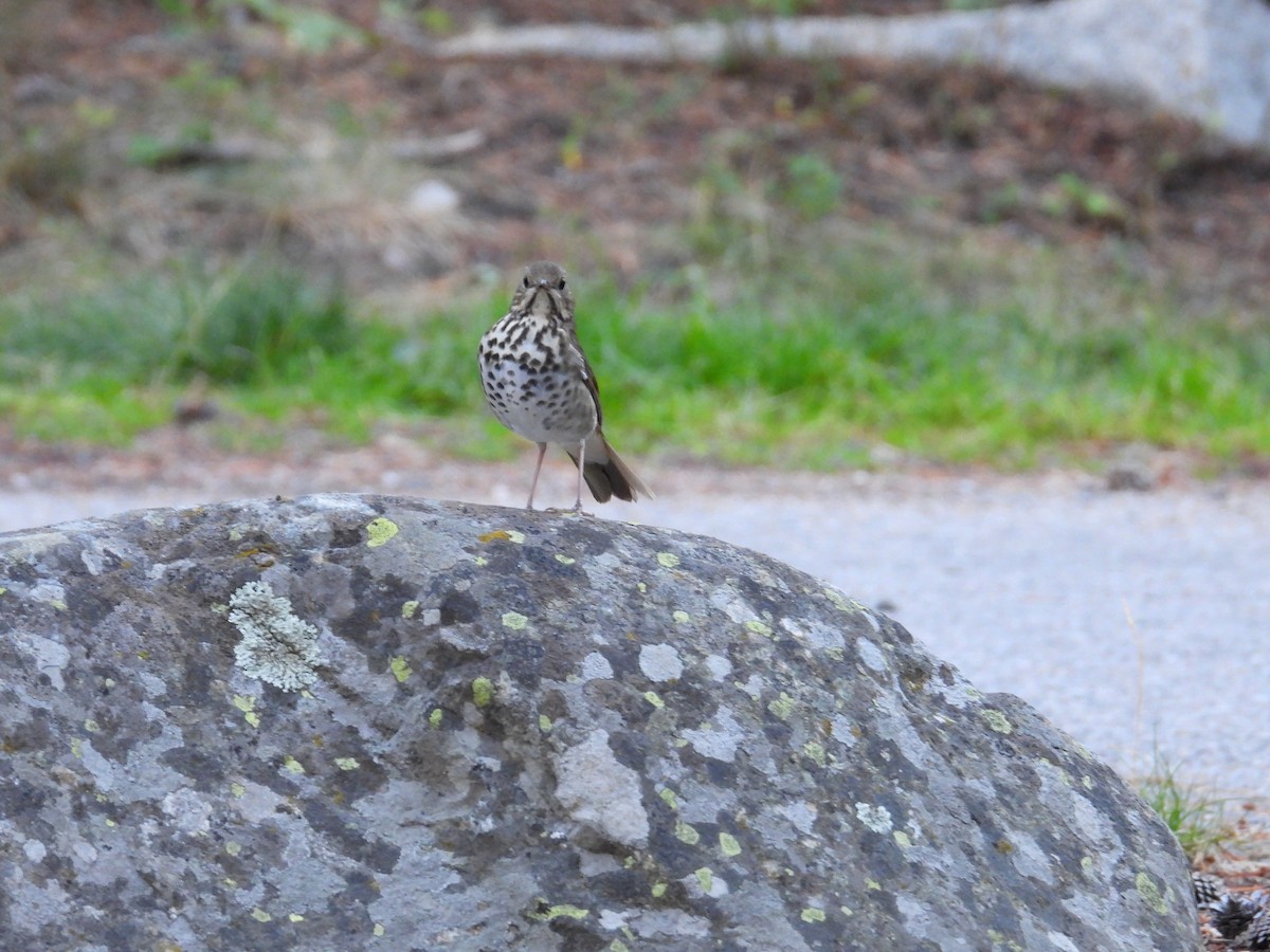 Hermit Thrush - ML608943905