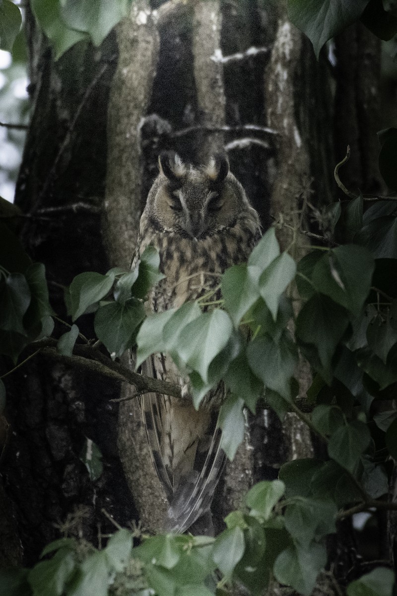 Long-eared Owl - ML608943929