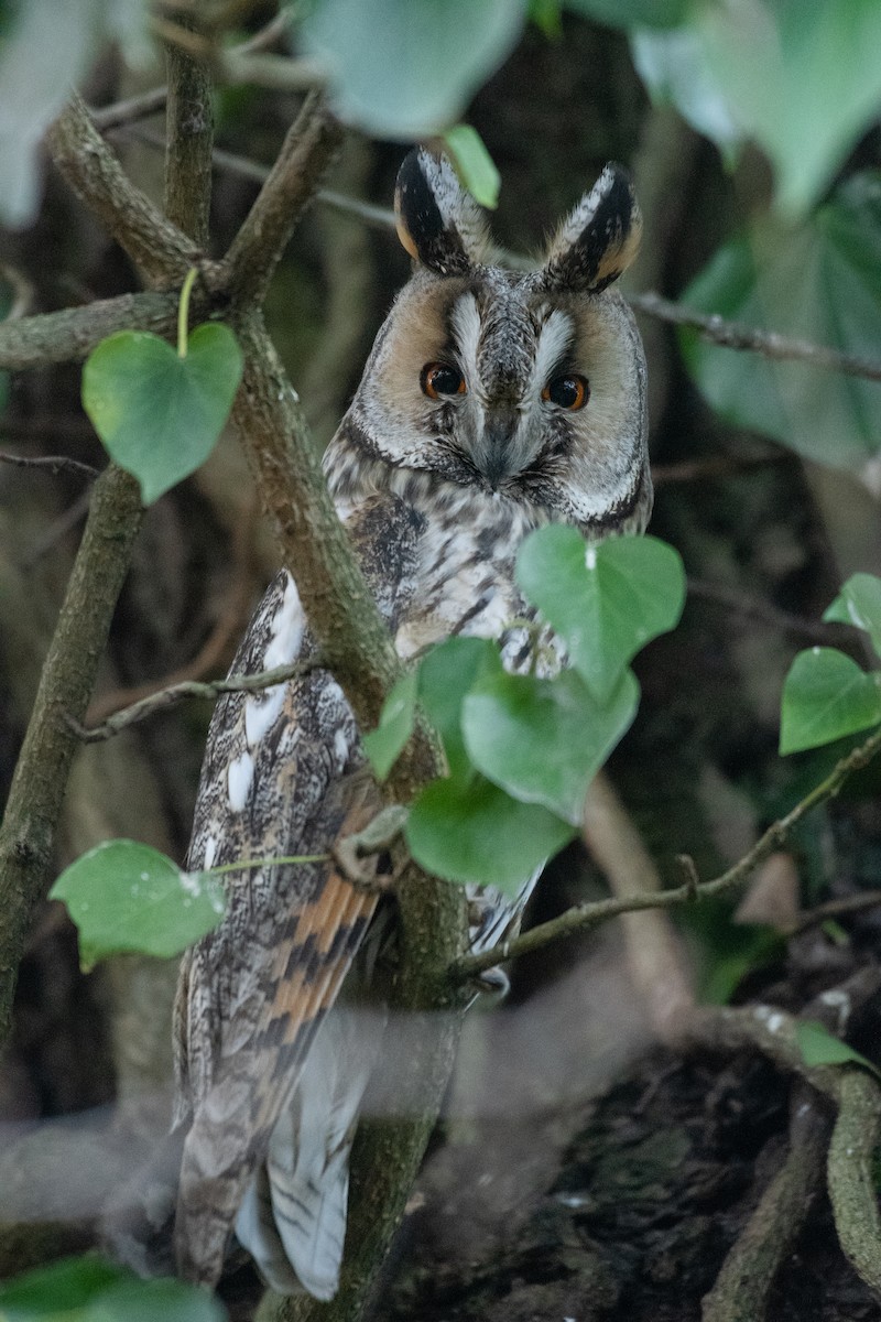 Long-eared Owl - ML608943930