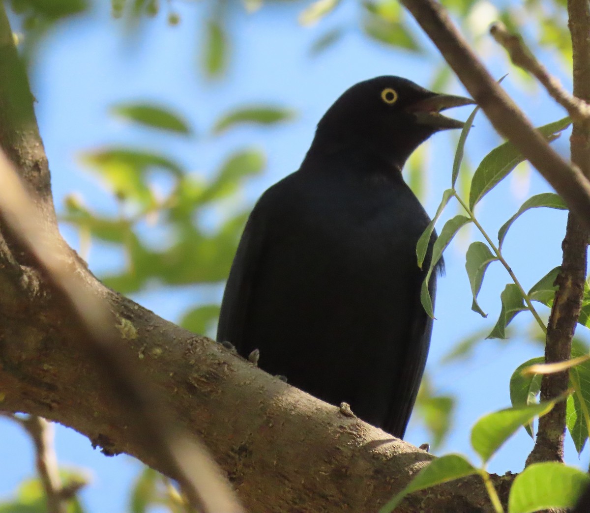 Great-tailed Grackle - ML608943975