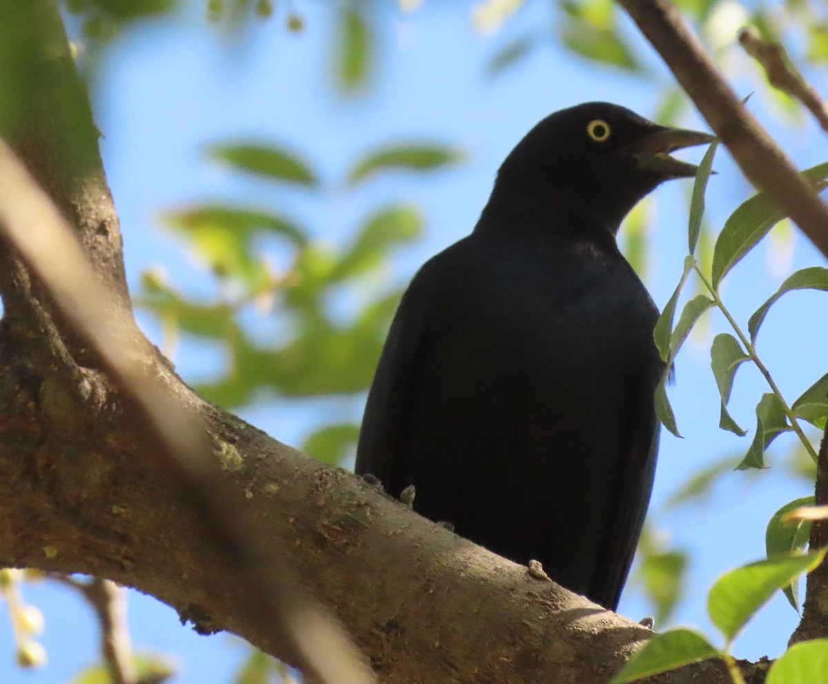 Great-tailed Grackle - ML608944010