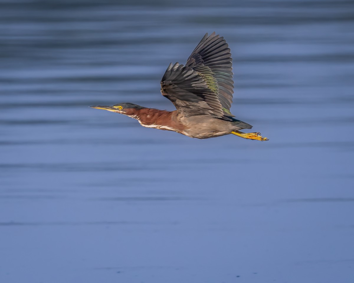 Green Heron - ML608944085