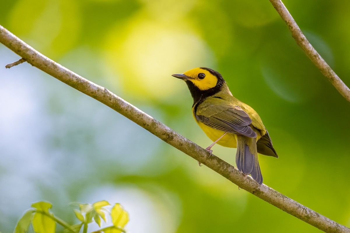 Hooded Warbler - ML608944105