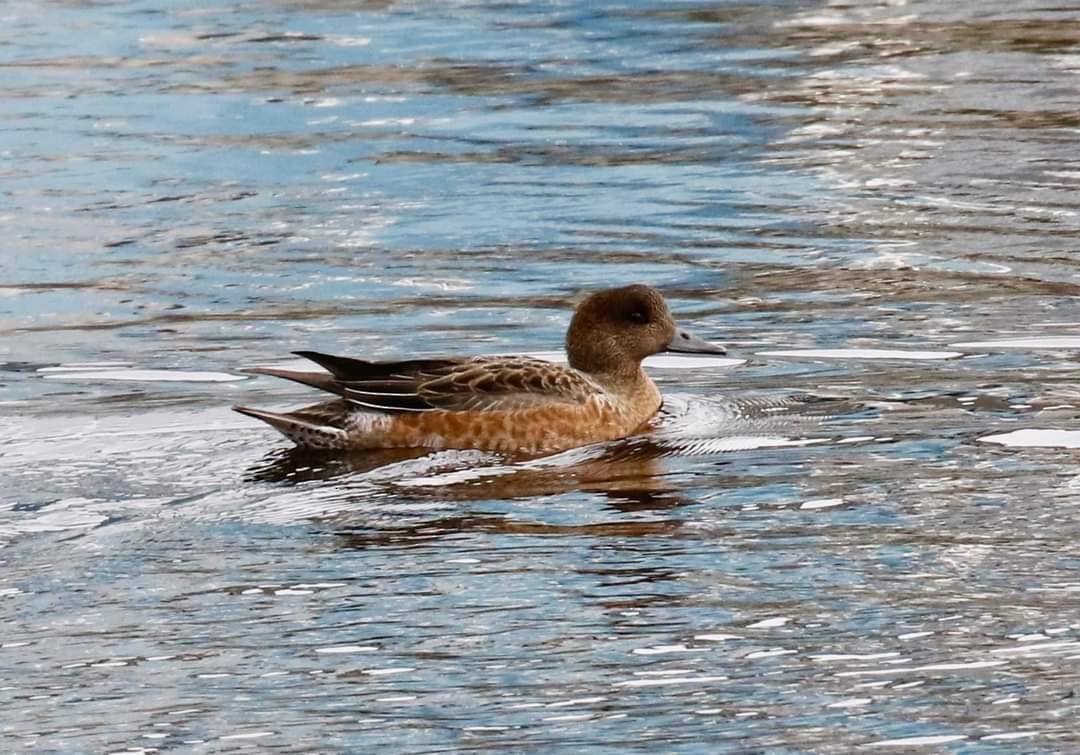 Eurasian Wigeon - ML608944125