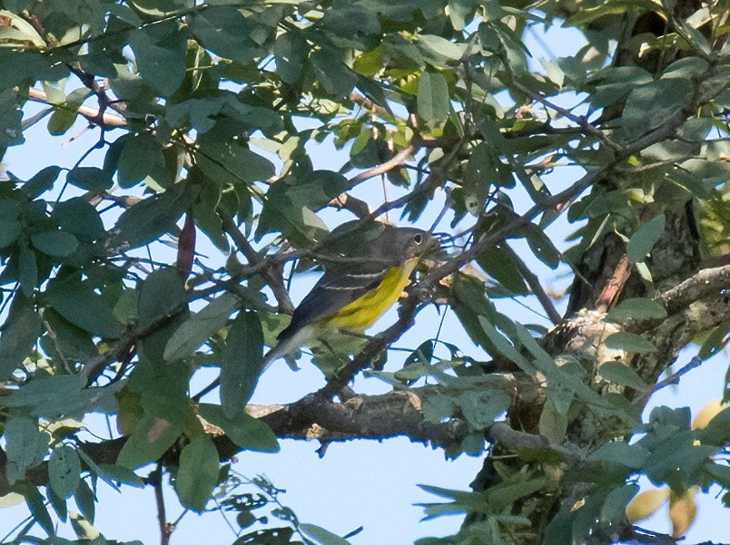 Magnolia Warbler - ML608944133