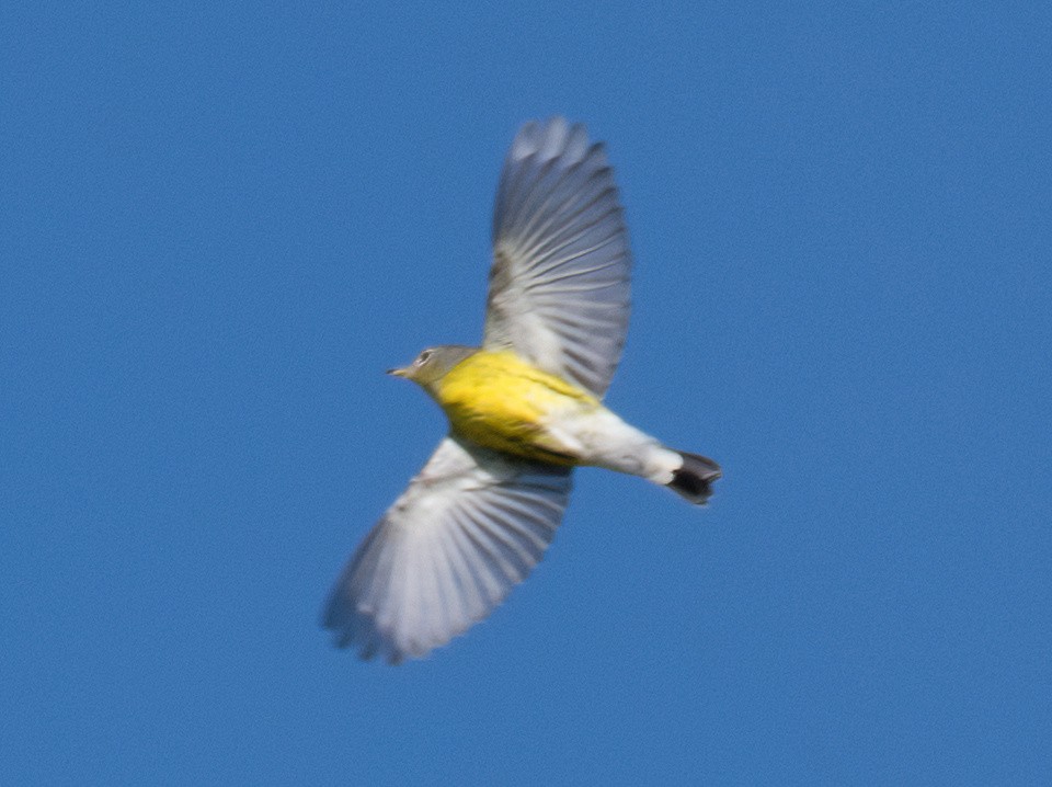 Magnolia Warbler - Greg Darone