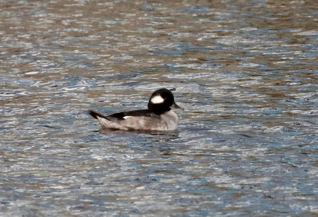 Bufflehead - ML608944155