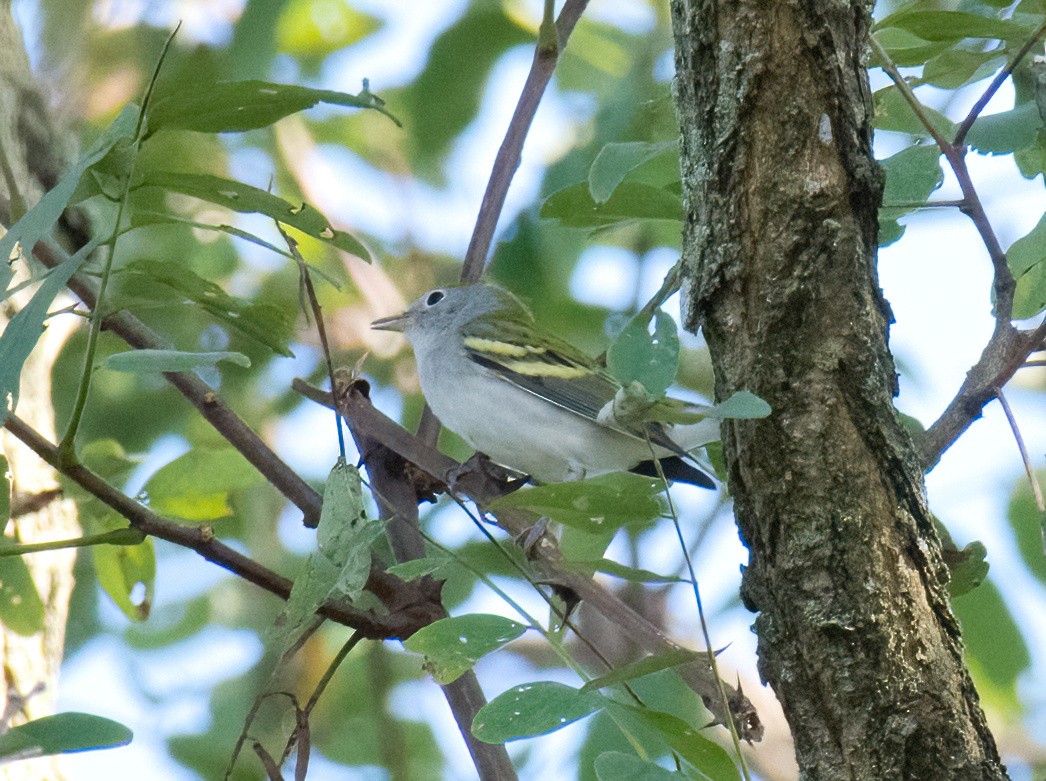 Chestnut-sided Warbler - ML608944157