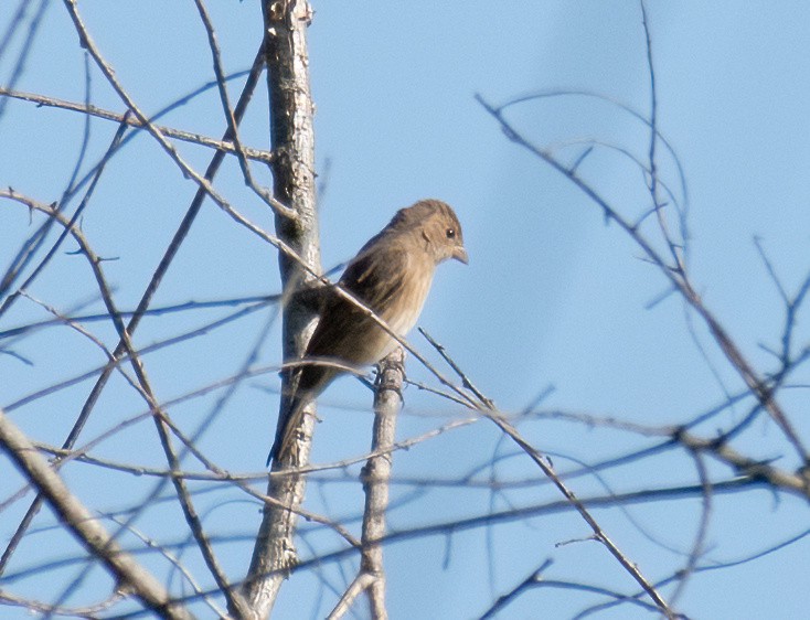 Indigo Bunting - ML608944211