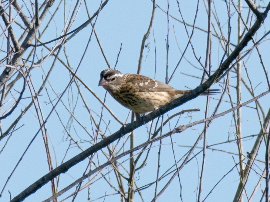 Rose-breasted Grosbeak - ML608944236