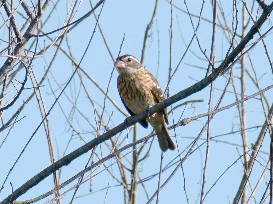 Rose-breasted Grosbeak - ML608944237