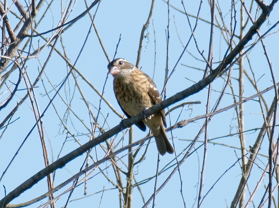 Rose-breasted Grosbeak - ML608944238