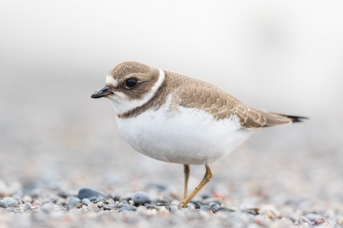 Semipalmated Plover - ML608944259