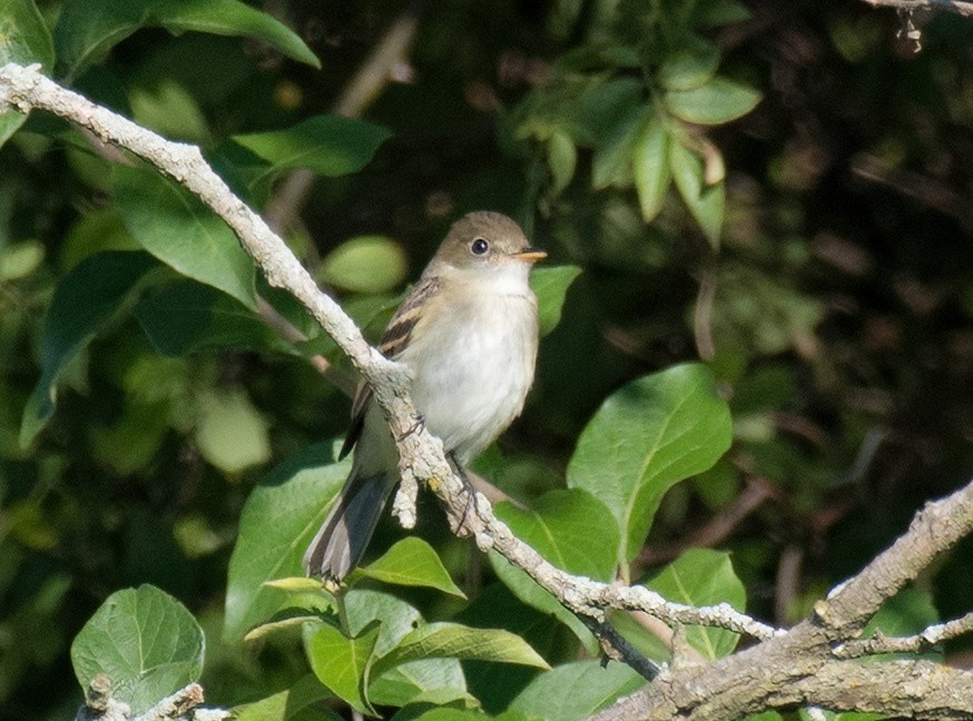 Least Flycatcher - ML608944267