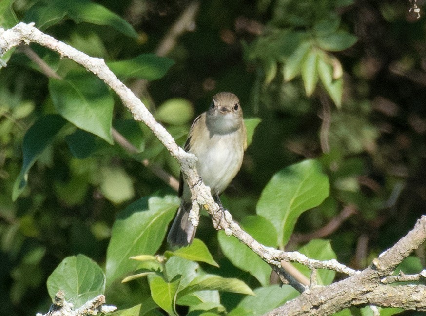 Least Flycatcher - ML608944268