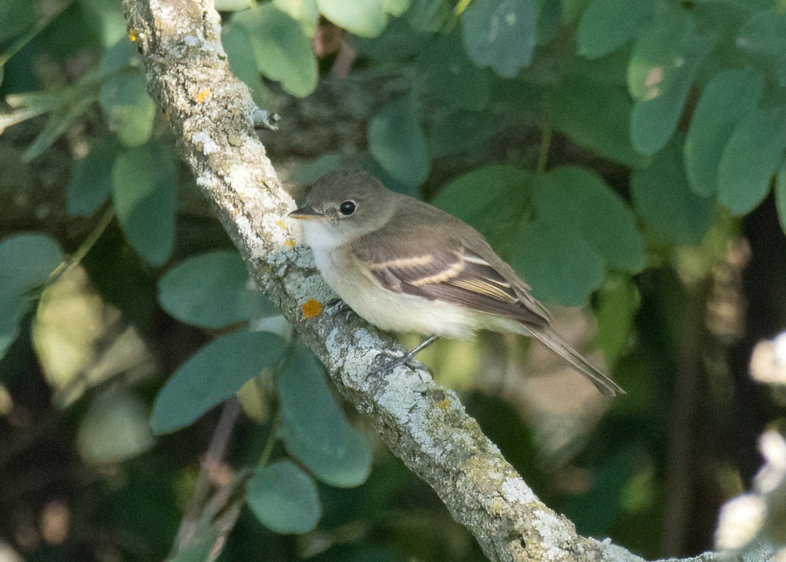 Least Flycatcher - ML608944269