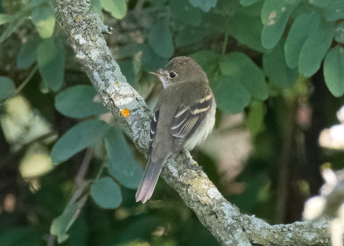 Least Flycatcher - ML608944270