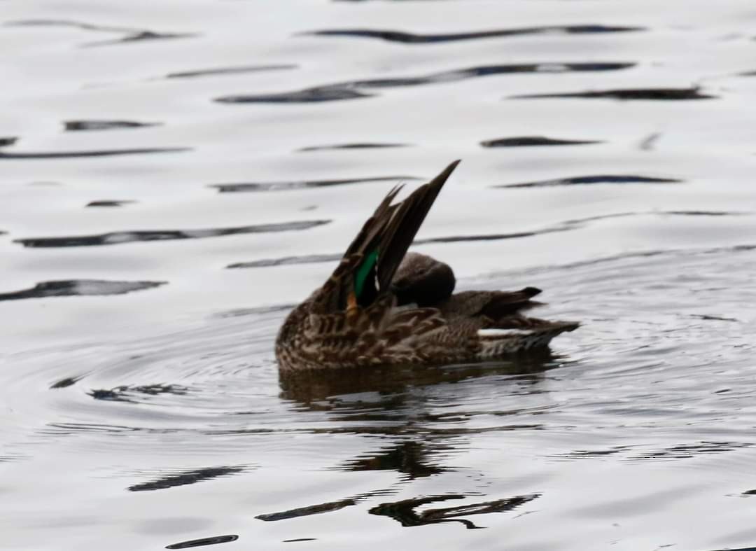 Green-winged Teal - ML608944271