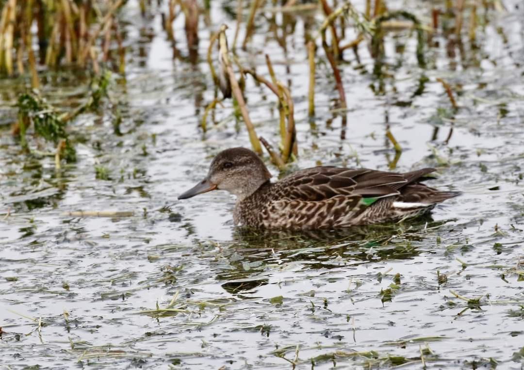 Green-winged Teal - ML608944272