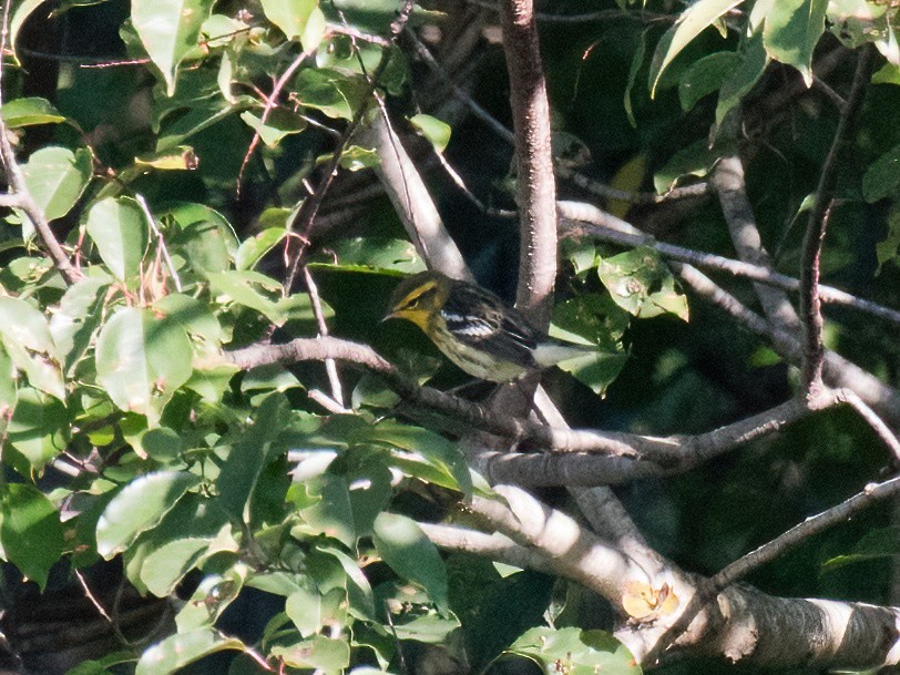 Blackburnian Warbler - ML608944317