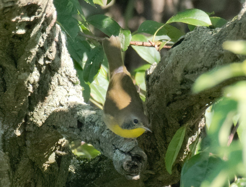 Common Yellowthroat - ML608944341