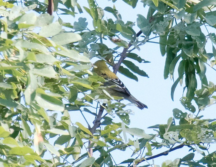 Bay-breasted Warbler - ML608944355