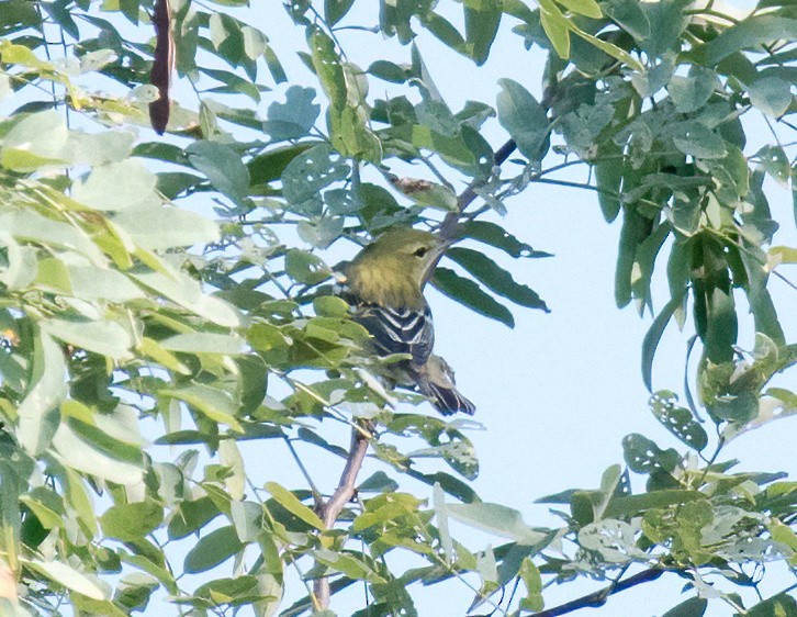 Bay-breasted Warbler - Greg Darone