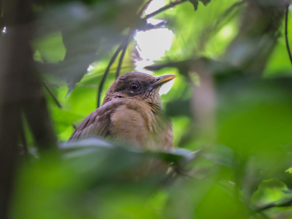 Clay-colored Thrush - ML608944370