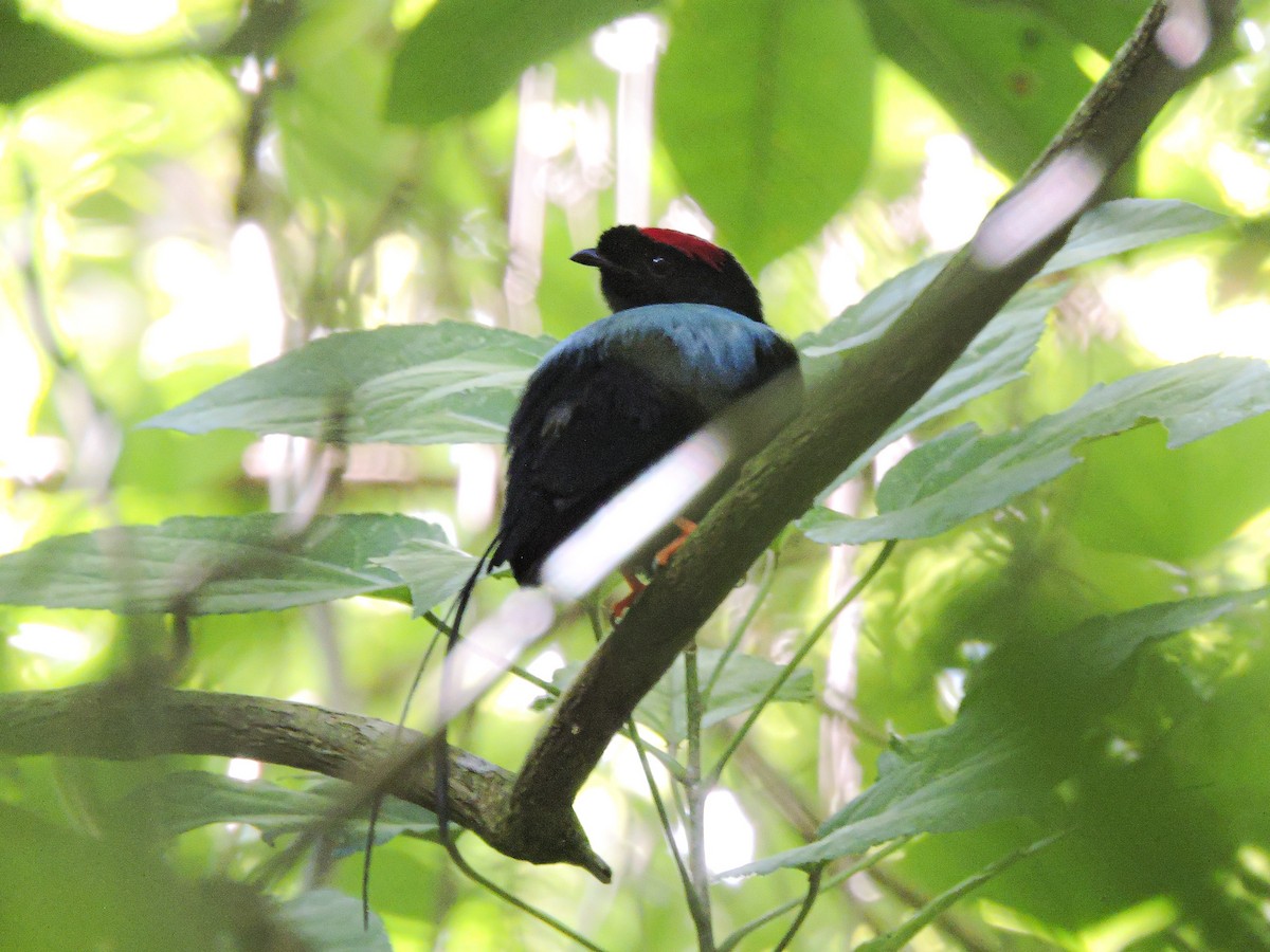 Long-tailed Manakin - ML608944376