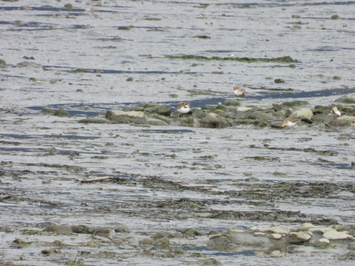 Semipalmated Plover - ML608944398